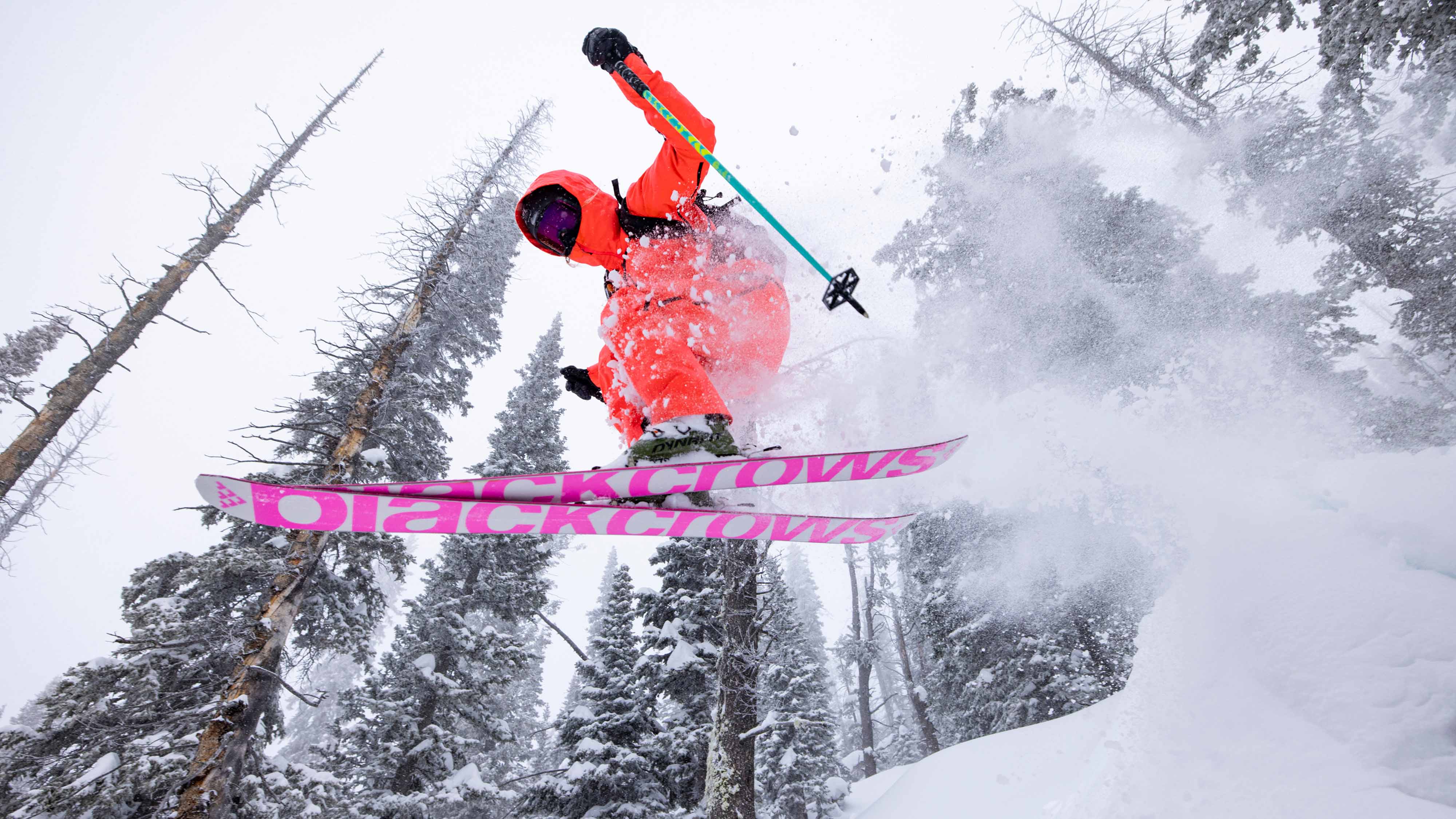 Anima Birdie - Image 4